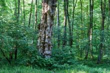 Komunikat Nadleśnictwa