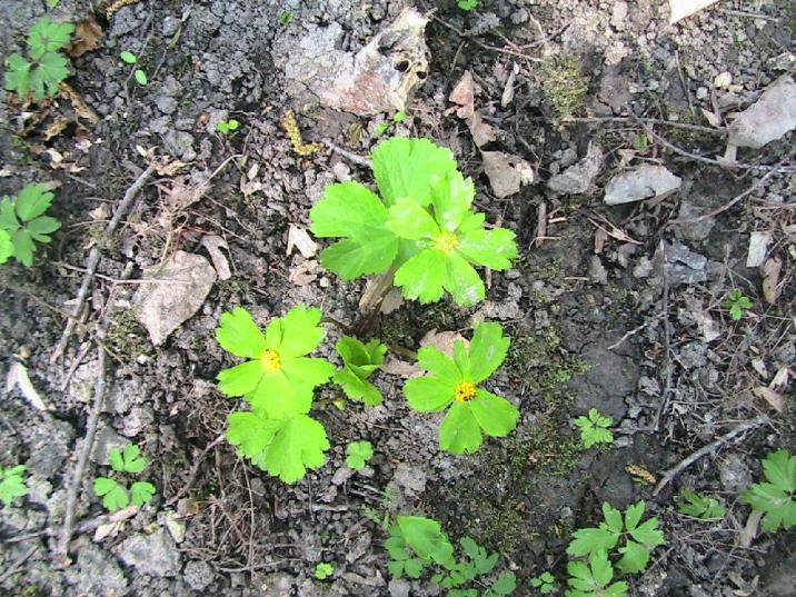 Cieszynianka wiosenna